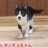 ハチワレ子猫　ポンチョちゃん　里親様募中！ サムネイル3