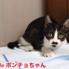 ハチワレ子猫　ポンチョちゃん　里親様募中！ サムネイル4