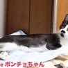 ハチワレ子猫　ポンチョちゃん　里親様募中！ サムネイル5