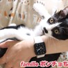 ハチワレ子猫　ポンチョちゃん　里親様募中！ サムネイル6