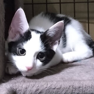 少しビビりのフゥ君