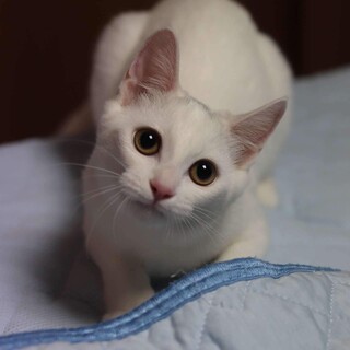 白黒子猫　モアイちゃん　里親様募集中！