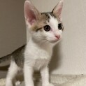 かわいいキジ白兄弟・パウリくん