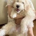 もうすぐで5月の子犬