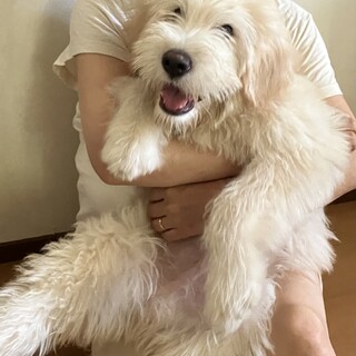 もうすぐで5月の子犬