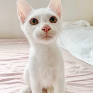 【10/20東銀座】ひかりくん★7ヵ月半♪