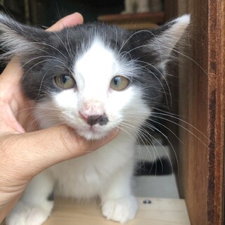 少し長毛のハチワレの男の子❣️