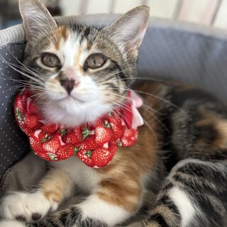 お顔も毛色も美しい三毛猫