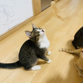 【正式譲渡】島夜→るあくん