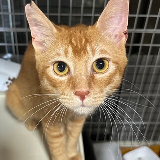 人が大好きな茶トラの男の子♪