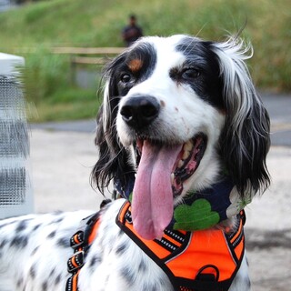 非常に美しいセッターの女の子