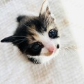 離乳中350g三毛猫♀十九夏「とくか」