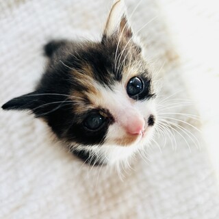 離乳中350g三毛猫♀十九夏「とくか」