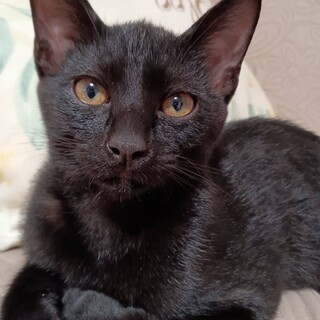元気でひとなつっこい黒ちゃん