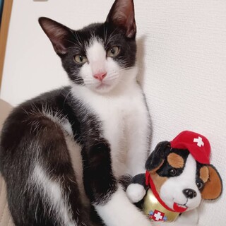 おっとりイケメンのハチワレくん