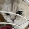 同じく譲り受けたココちゃんです。