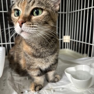 マンチカンの女の子