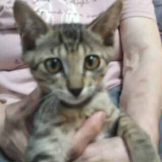 1歳8ヶ月　キジ猫　健やか　もも君