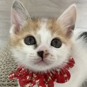 三毛好きにはたまらにゃい、さららです♡