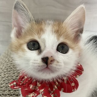 三毛好きにはたまらにゃい、さららです♡