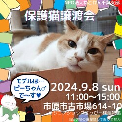 ねこけん千葉支部　譲渡会 サムネイル1