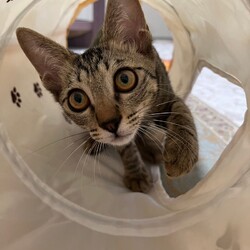 ねこけん千葉支部　譲渡会 サムネイル2