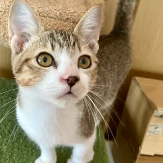 初心者向き。美形きじ白君３か月賢い甘えん坊。