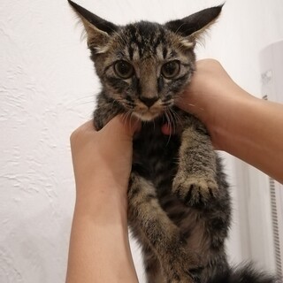 ちょっぴりビビりな猫だけど人懐っこい！