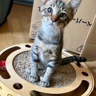 初心者向き。美形キジトラ君３か月賢い甘えん坊。