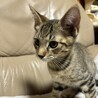 キジトラ3ヶ月オス うー君 サムネイル2