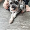 ミニチュアシュナウザー　女の子♀　6歳 サムネイル2