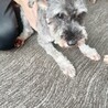 ミニチュアシュナウザー　女の子♀　6歳 サムネイル3