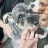 ミニチュアシュナウザー　女の子♀　6歳 サムネイル4