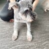 ミニチュアシュナウザー　女の子♀　6歳 サムネイル5