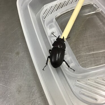 桃ちゃんちのトカゲでかいね‼️うちは小さなクワガタさんがいるよ。