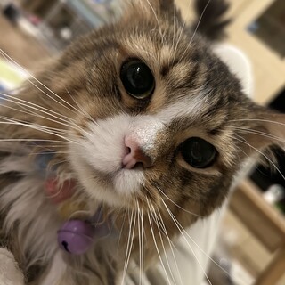 ノルウェージャンフォレストキャット 男の子