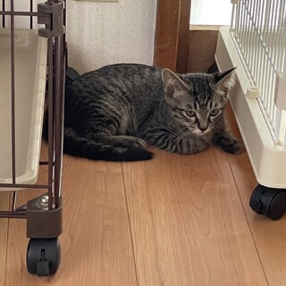 ４ヶ月きじオス ラン