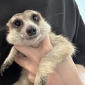ご家族募集