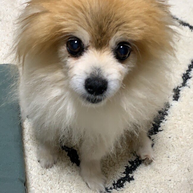 サバクコノハのカバー写真