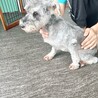 ミニチュアシュナウザー　女♀　6歳 サムネイル2