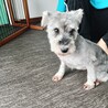 ミニチュアシュナウザー　女♀　6歳 サムネイル3