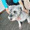 ミニチュアシュナウザー　女♀　6歳 サムネイル4