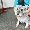ミニチュアシュナウザー　女♀　6歳 サムネイル5
