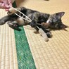 募集再開　ひとり残ったサビ猫むぎちゃん　 サムネイル2