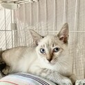 譲渡会参加ぬいぐるみのような葉月プリンス