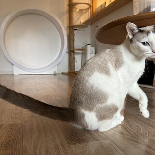 ブルーの瞳のアムちゃん