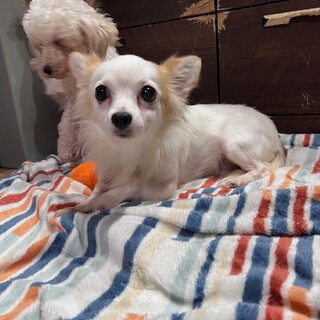 決定☆『モブ』お腹出して甘えてくるけど、怖がり