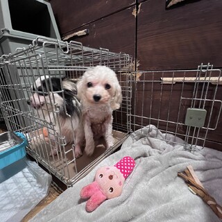 決定☆『トイ』基本は怖がりだけど甘えてくれるように