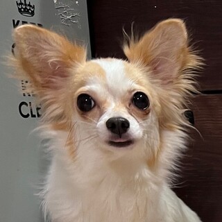 決定☆『ブラン』誰かの後ろに隠れるのが得意