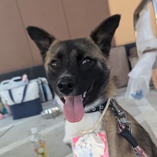 元気いっぱい 小柄な元野...」茨城県 - 犬の里親募集(498404 